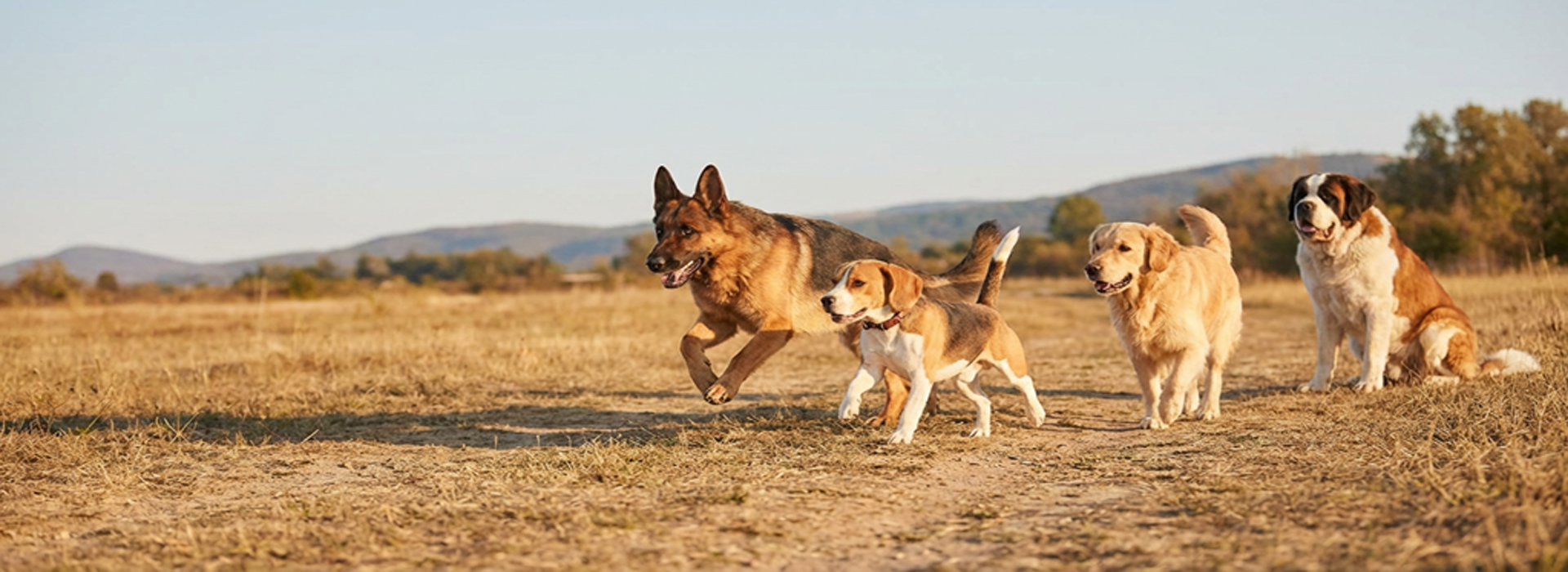 Éducateur canin travaillant avec un chien en extérieur dans l’Hérault Éducateur canin travaillant avec un chien en extérieur dans l'Hérault 34