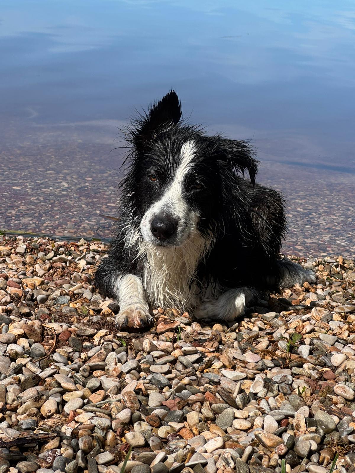 Louna, chienne Border Collie, partenaire de travail de l’éducateur canin Louna, chienne Border Collie, partenaire de travail de l'éducateur canin
