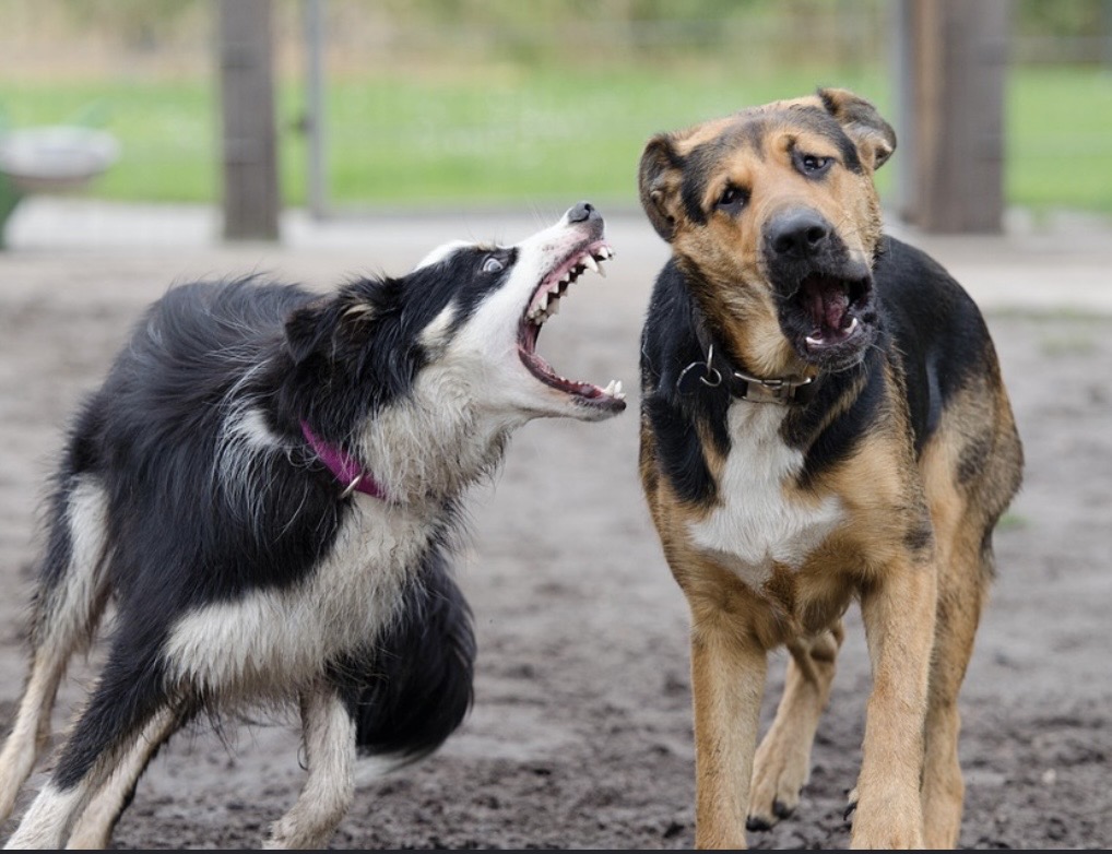 chien agressif avec ses congénères