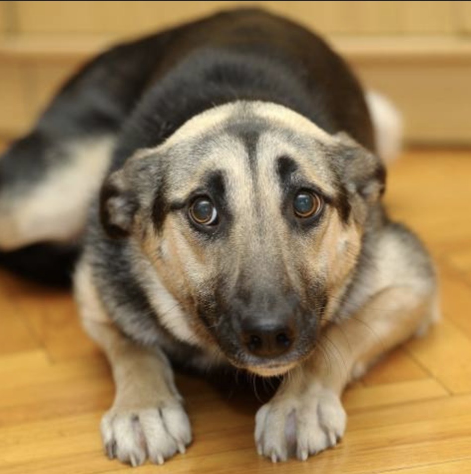Chien craintif et timide avec les humains et congénères