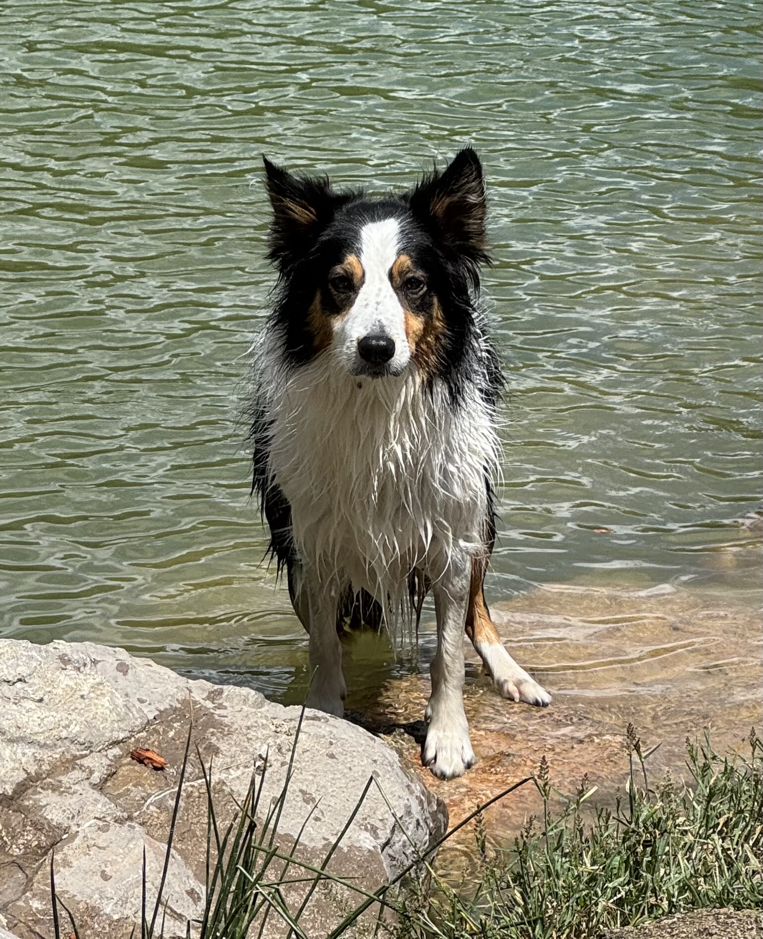chien_eduque_01