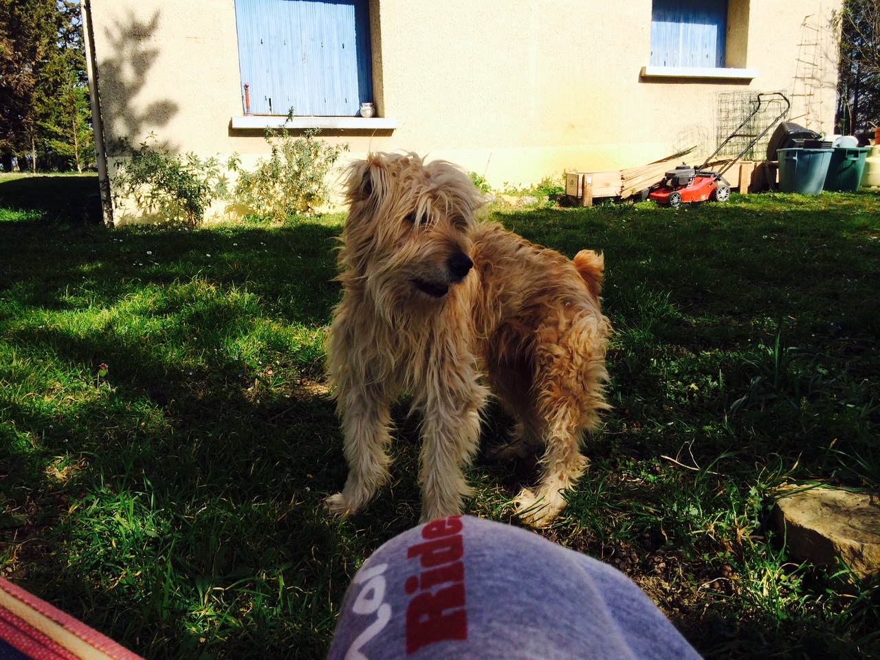 chien_eduque_08