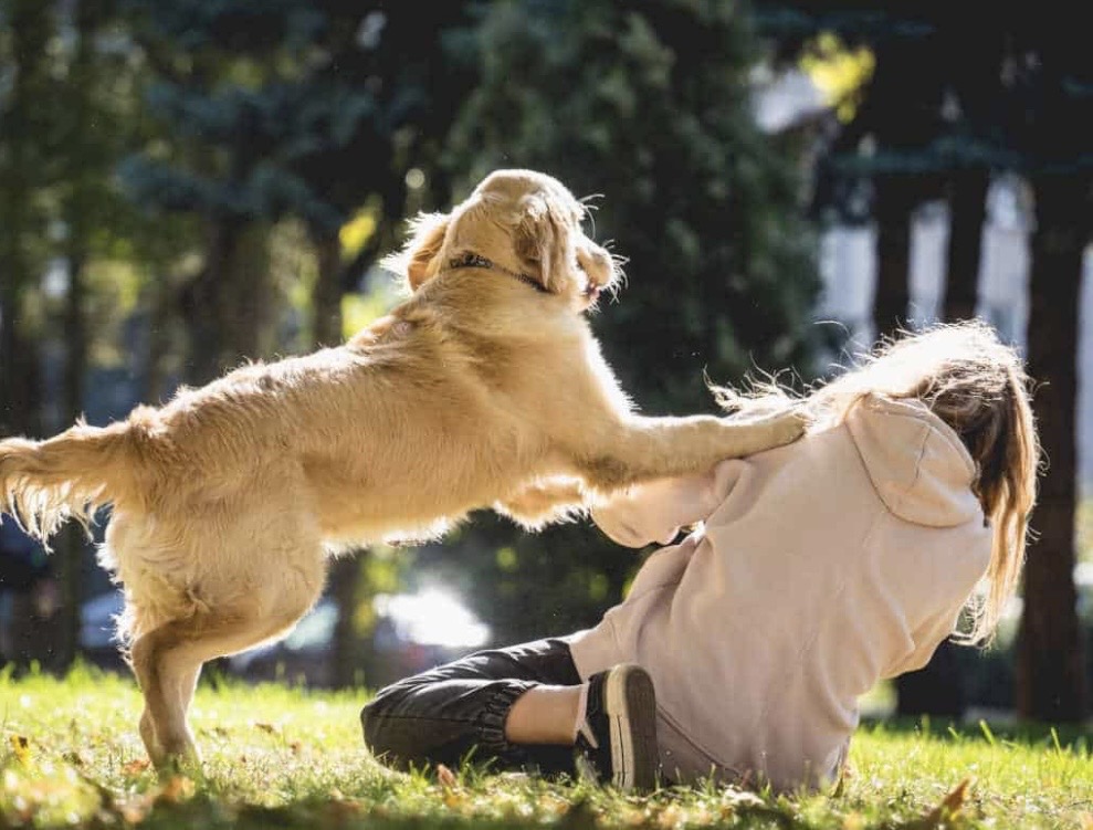 Chien qui saute sur les gens