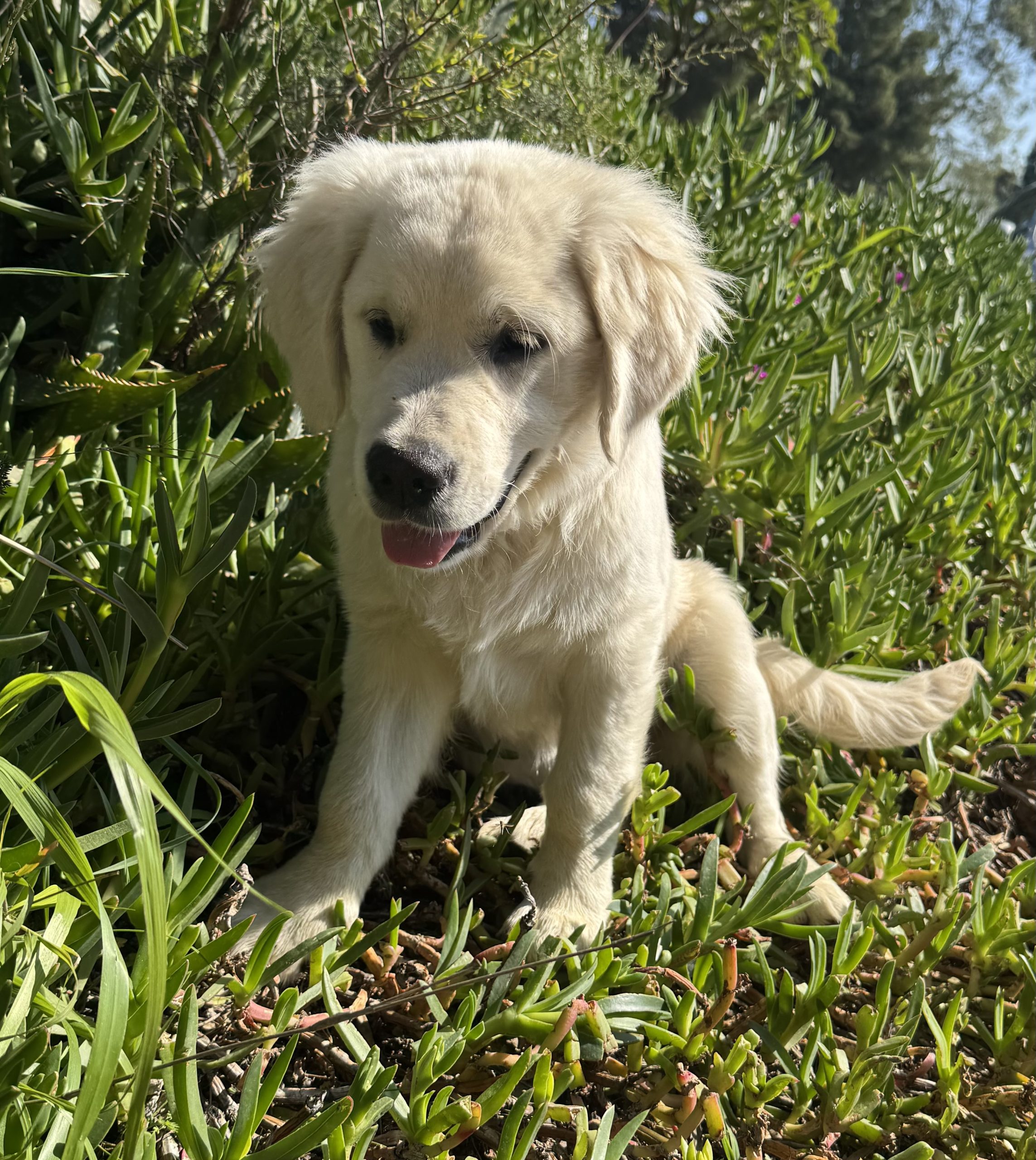 chiot_02