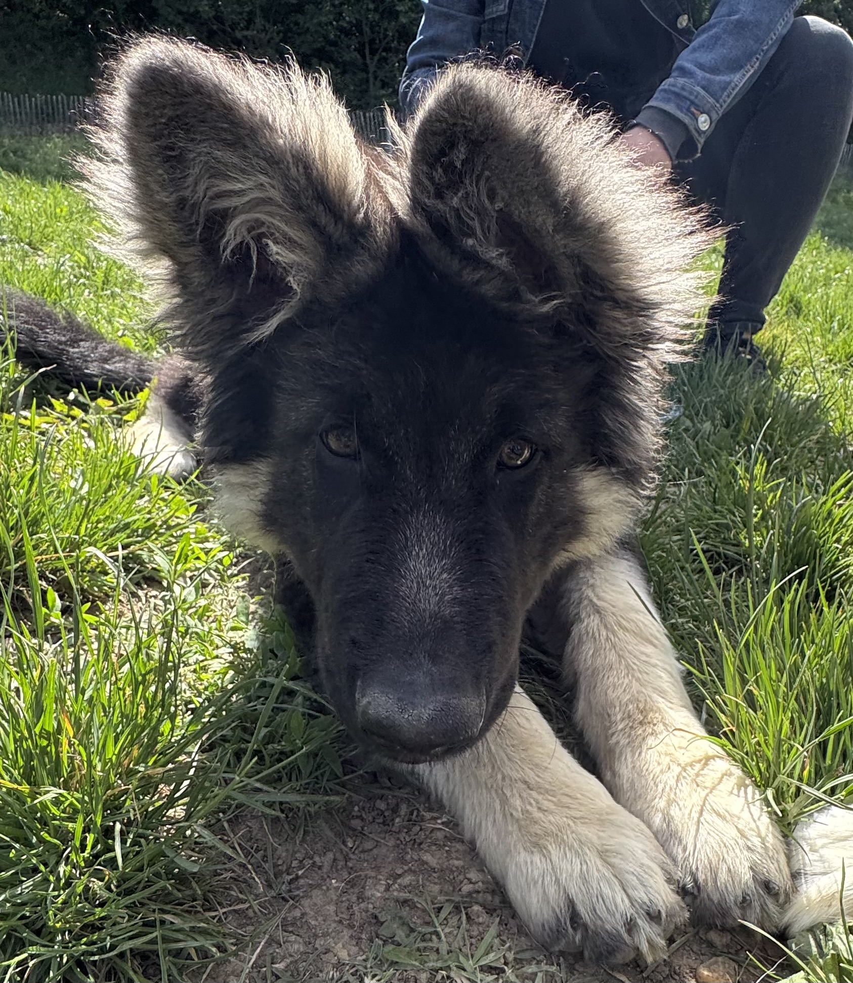 chiot_03